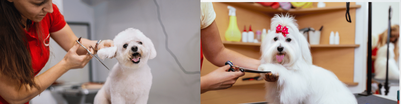 petgrooming
